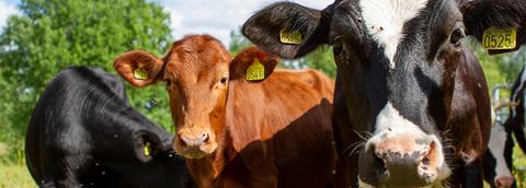 Farmer of the Month: Grassroots Coop